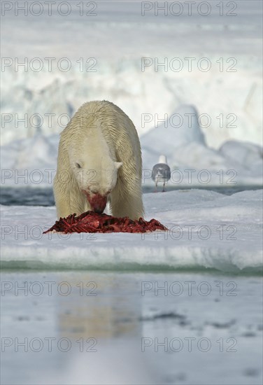 Polar bear (Ursus maritimus) feeding the carcass of a captured seal in the snow