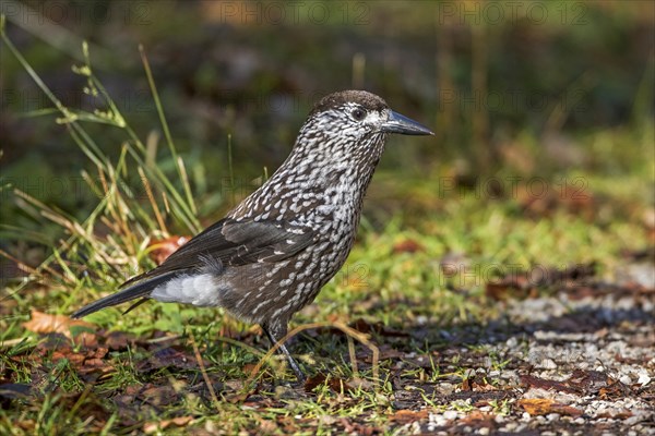 Spotted nutcracker (Nucifraga caryocatactes) on forest soil