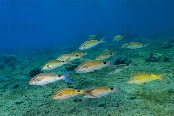 Mixed school of Goatfish