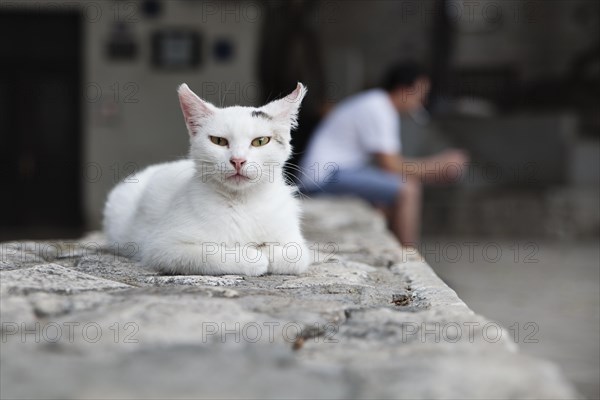 Street cat