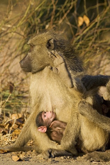 Chacma Baboon (Papio ursinus)