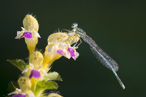 White-legged damselfly (Platycnemis pennipes)