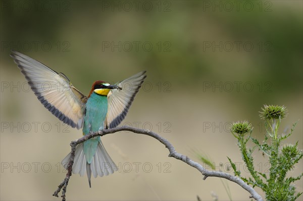 Bee-eater (Merops apiaster)