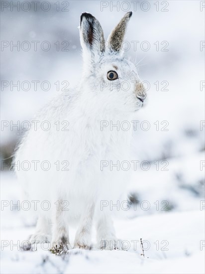 Mountain hare (Lepus timidus) sitting in snow