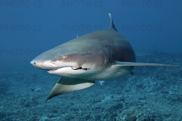 Sicklefin lemon shark (Negaprion acutidens) with fishing hooks in the mouth swims over coral reef
