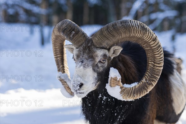 European mouflon (Ovis ammon musimon)