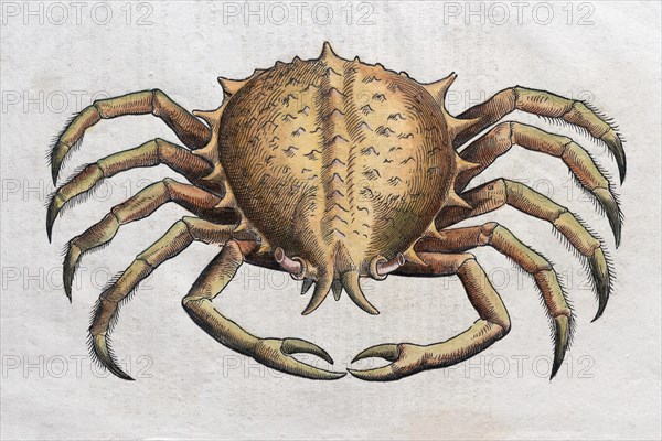 Crab (Brachyura)