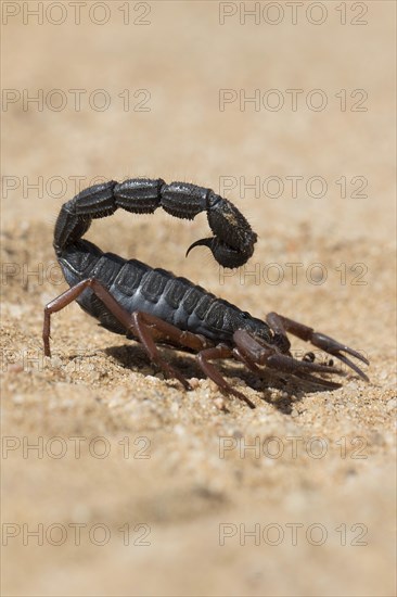 Transvaal thick-tailed scorpion (Parabuthus transvaalicus) in Sand Desert