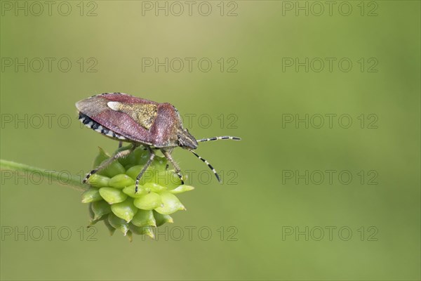 Hairy Shieldbug (Dolycoris baccarum)