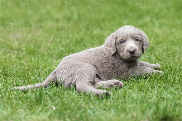 Longhair Weimaraner