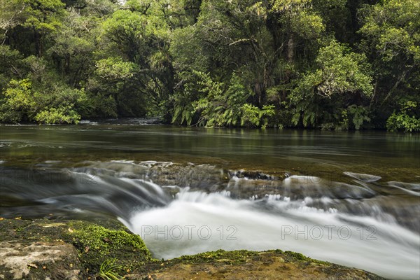 River with rainforest