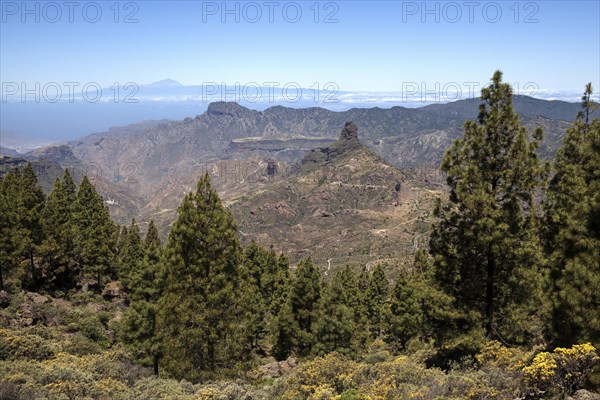 View from the trail around the Roque Nublo on blooming vegetation