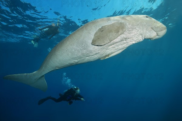 Sea Cow (Dugong dugon) with scubadivers swim under surface of blue water