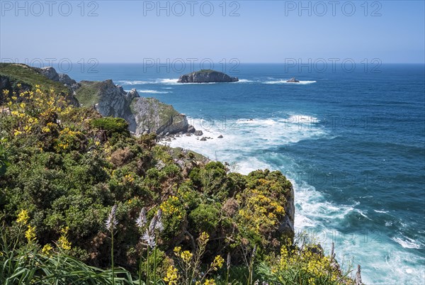 Flower-covered steep coast at Cape Cabo Penas