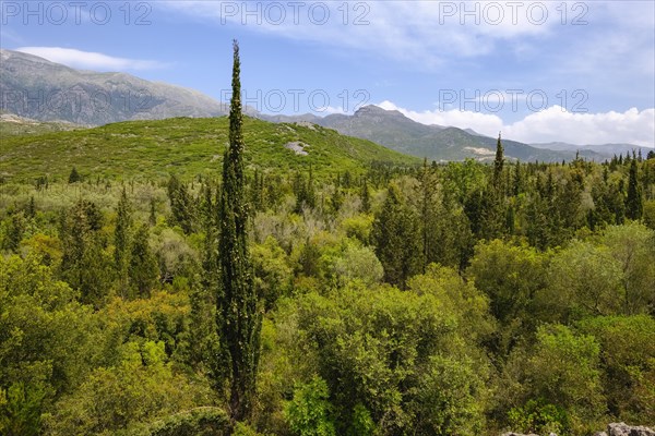 Forest with cypress trees on the coast between Dhermi and Himara