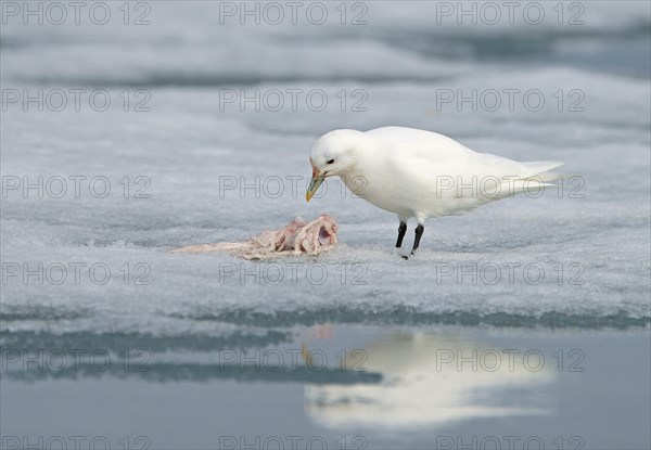 Ivory gull (Pagophila eburnea) feeding the rest of a carcass