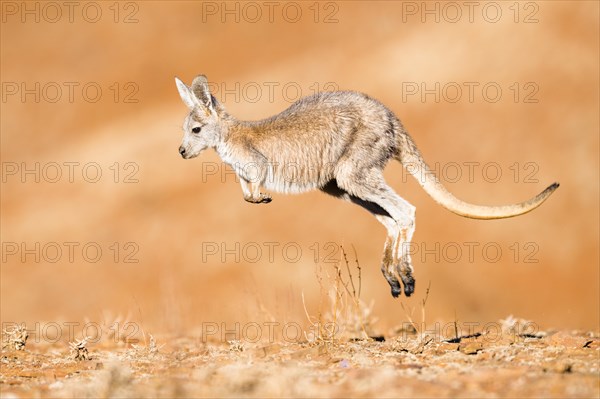 Common wallaroo (Macropus robustus)