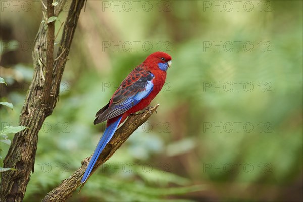 Crimson rosella (Platycercus elegans) sitting on a branch