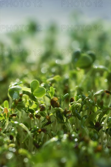 Watercress sprouts (Nasturtium officinale)