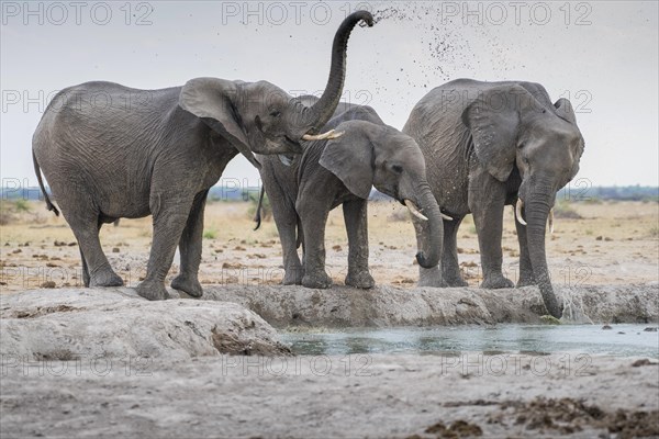 African elephants (Loxodonta africana)