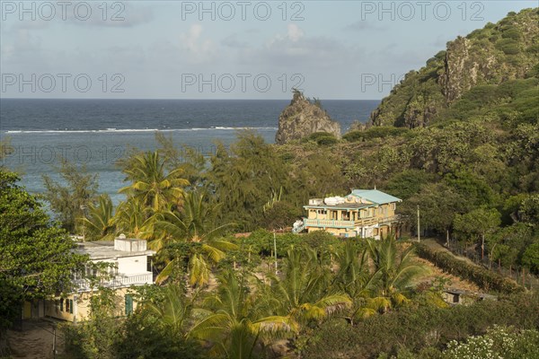 Coast covered with palm trees and prickly pears