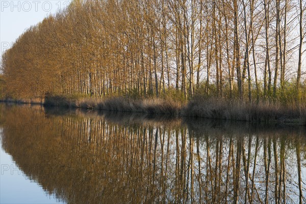 Black Poplars (Populus) with water reflections