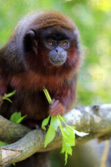 Coppery titi (Plecturocebus cupreus)