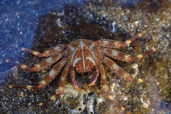 Nimble spray crab (Percnon gibbesi)