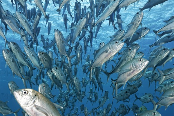 Swarm Bigeye trevallies (Caranx sexfasciatus) in the blue water