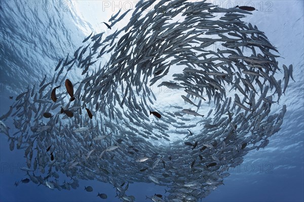 Swarm Bigeye trevallies (Caranx sexfasciatus) in the blue water