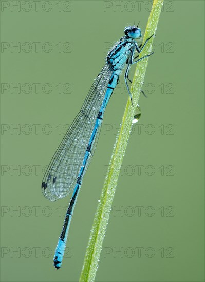 Azure damselfly (Coenagrion puella) sits on grass covered with morning dew