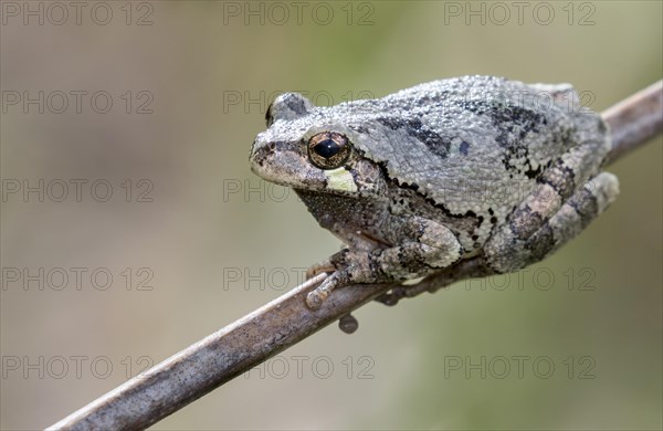 Gray treefrog (Hyla versicolor)