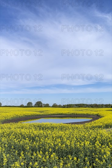 Blooming Rapefield (Brassica napus) is reflected in a Kettle hole