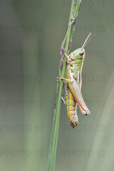 Meadow grasshopper (Chorthippus parallelus) on a blade of grass