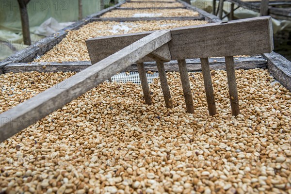 Coffee beans left to dry