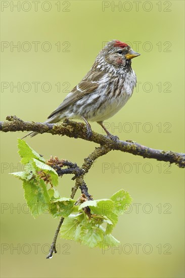 Arctic Redpoll (Acanthis hornemanni)