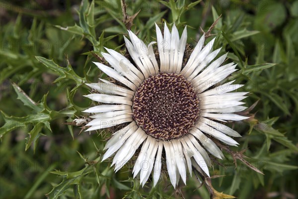 Silver thistle (Carlina acaulis)