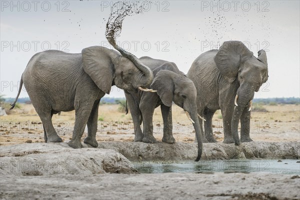 African elephants (Loxodonta africana)