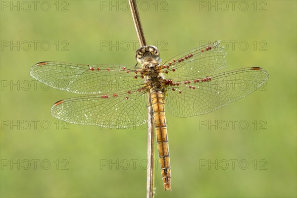 Common Darter (Sympetrum striolatum) on blade