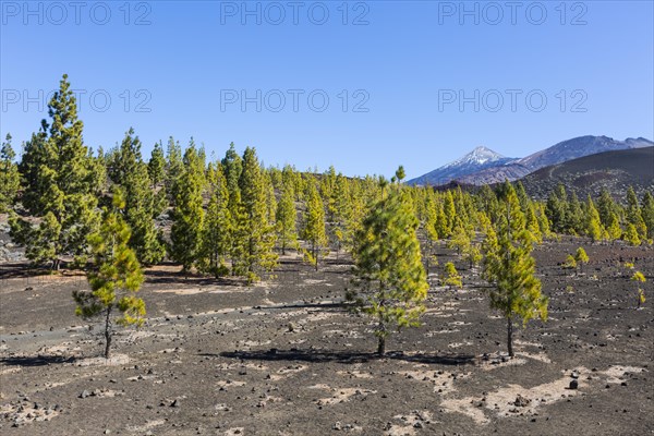 Canary Island pines (Pinus canariensis)