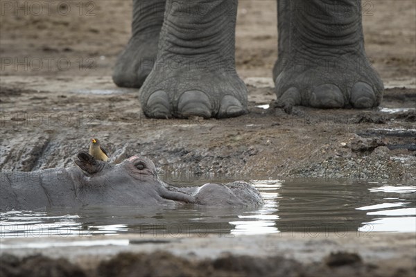 Hippopotamus (Hippopotamuspotamus amphibius) with Yellow-billed Oxpecker (Buphagus africanus) on the head lies in waterhole