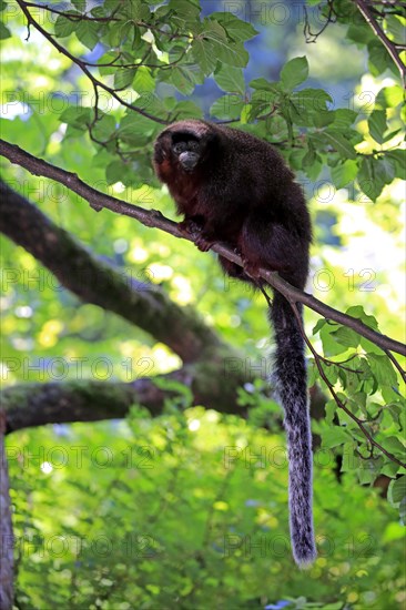 Coppery titi (Plecturocebus cupreus)