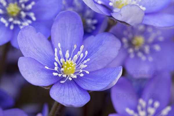 Liverflower (Hepatica nobilis)