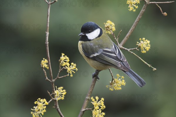 Great tit (Parus major) sits on twig of a Cornelian cherry (Cornus mas)