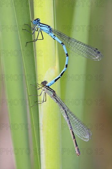 Azure damselfly (Coenagrion puella)