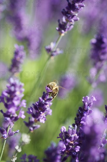 Honeybee (Apis sp.) on lavender (Lavandula) flower