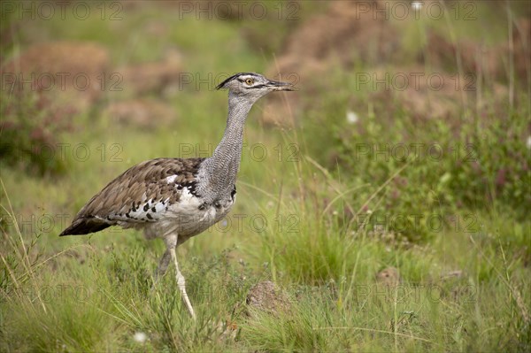 Kori bustard (Ardeotis kori)