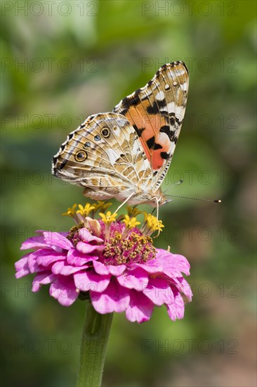 Painted lady (Vanessa cardui) on Zinnia (Zinnia elegans)