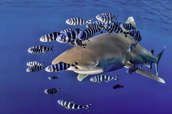 Oceanic whitetip shark (Carcharhinus longimanus) with Pilot Fish (Naucrates ductor)