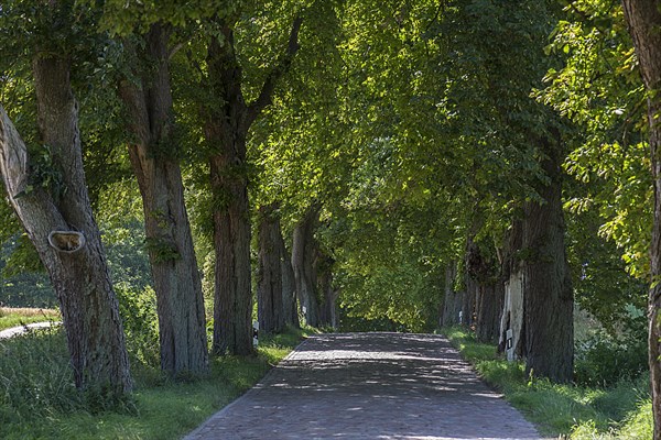 Alley with Chestnut trees (Castanea)